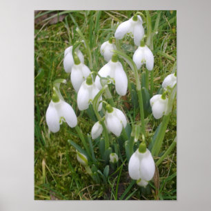 Poster de Snowdrops