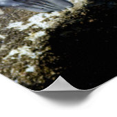 Poster de soleil de deux lions de mer (Coin)