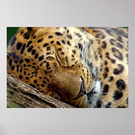 poster de sommeil léopard (Devant)