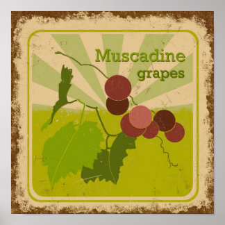 Poster de style vintage Muscadine Grapes