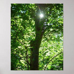 Poster de Sun Tree