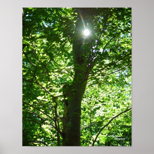 Poster de Sun Tree (Devant)