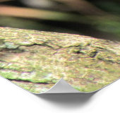 Poster de Tamarin Cottontop (Coin)