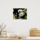 Poster de Tamarin Cottontop (Cuisine)