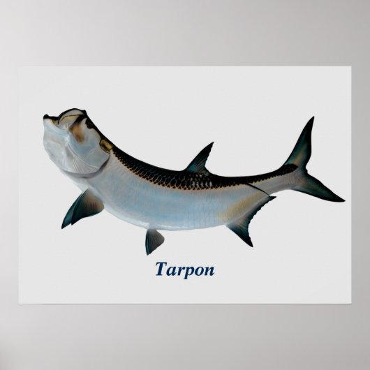 Poster de Tarpon (Devant)