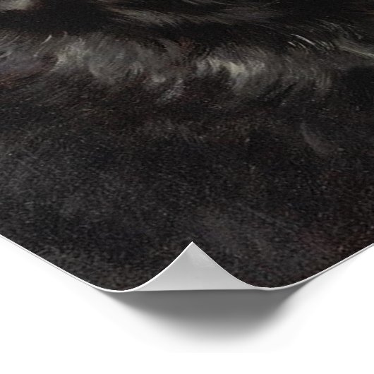 Poster de Terre-Neuve (Coin)