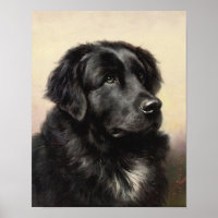 Poster de Terre-Neuve