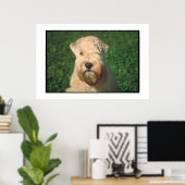 Poster de Terrier roux à revêtement souple (Bureau à domicile)