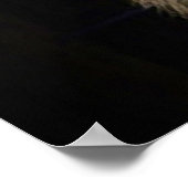 Poster de Tiger Eyes - Posters Wild Life (Coin)