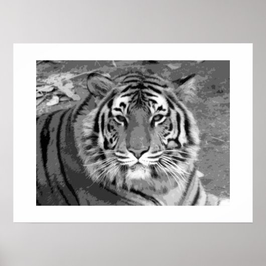 Poster de tigre avec bordure blanche (Devant)