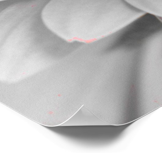 Poster de toile Gerbera Daisy (Coin)