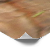 Poster de tortue peinte (Coin)