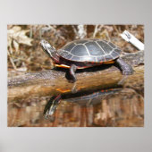 Poster de tortue peinte (Devant)