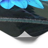 Poster de tournesol bleu (Coin)