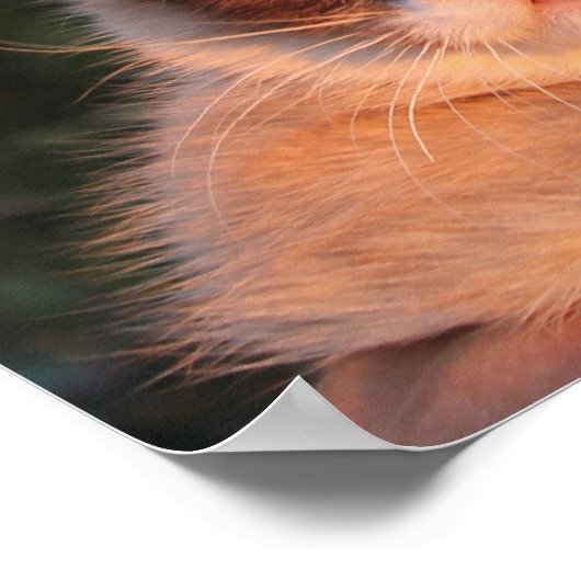 Poster de tournesol de chat grumpy (Coin)