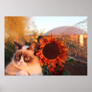 Poster de tournesol de chat grumpy