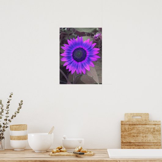 Poster de tournesol rose N violet (Cuisine)