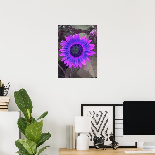 Poster de tournesol rose N violet (Bureau à domicile)