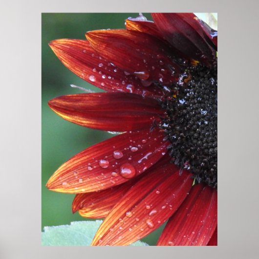 Poster de tournesol rouge (Devant)