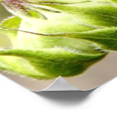 Poster de tournesol rouge avec Matthieu 5:14 Bible (Coin)