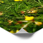 Poster de Trefoil pied d'oiseau (Coin)