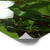 Poster de Trillium Blanc (Coin)