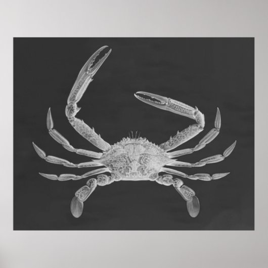 Poster de triptyque de crabe surdimensionné Imprim (Devant)