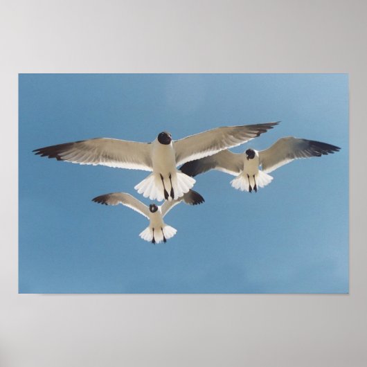 Poster de trois mouettes (Devant)