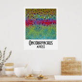 Poster de truite arc-en-ciel (Cuisine)