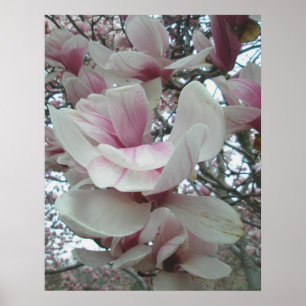 Poster de Tulip Tree