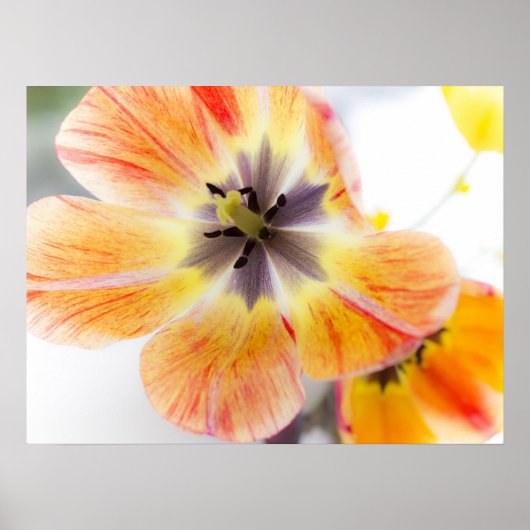 Poster de tulipe 24" x 18" (Devant)