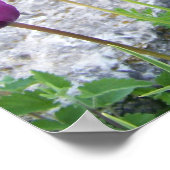 Poster de Tulipes pourpres (Coin)