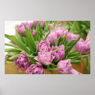 Poster de Tulipes roses