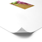 Poster de Tulipes roses (Coin)