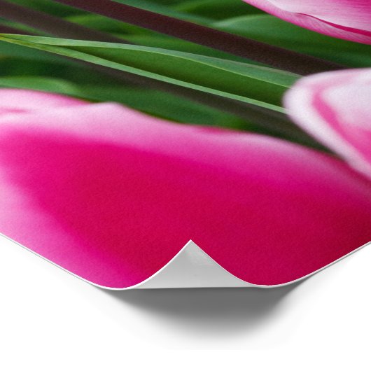 Poster de Tulipes roses (Coin)