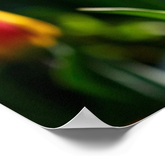 Poster de Tulips (Coin)