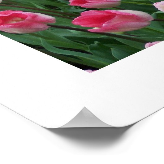Poster de Tulips (Coin)