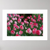 Poster de Tulips (Devant)