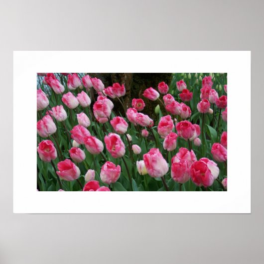Poster de Tulips (Devant)