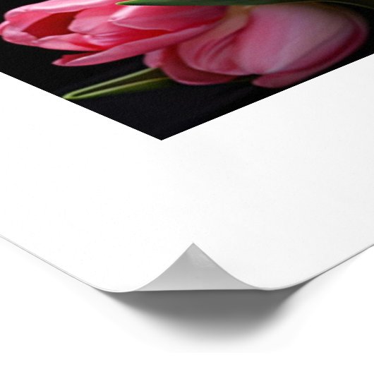 Poster de Tulips (Coin)