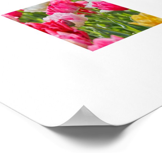 Poster de Tulips (Coin)