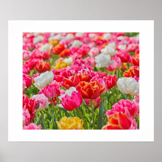 Poster de Tulips (Devant)