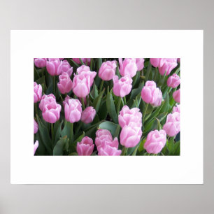 Poster de Tulips