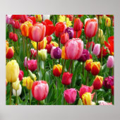 Poster de Tulips (Devant)