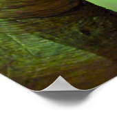 Poster de Tyrannosaurus Rex (Coin)