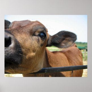 Poster de vache curieux