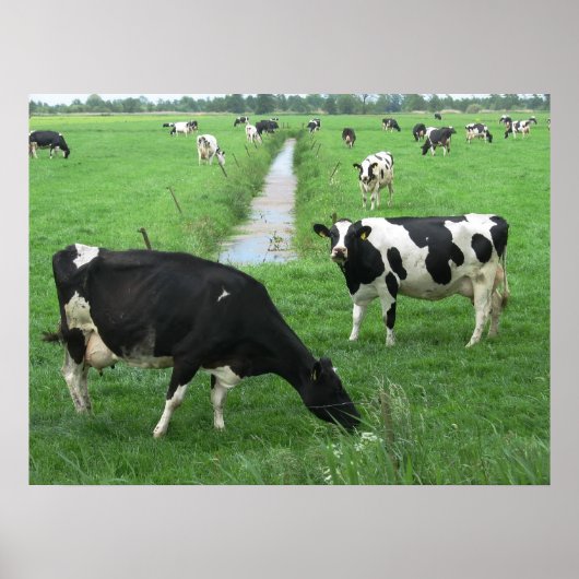Poster de vaches laitières néerlandaises Imprimer  (Devant)