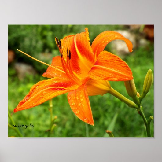 Poster de valeur botanique Tiger Lily (Devant)