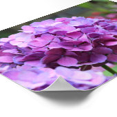Poster de valeur d'Hydrangea violet (Coin)