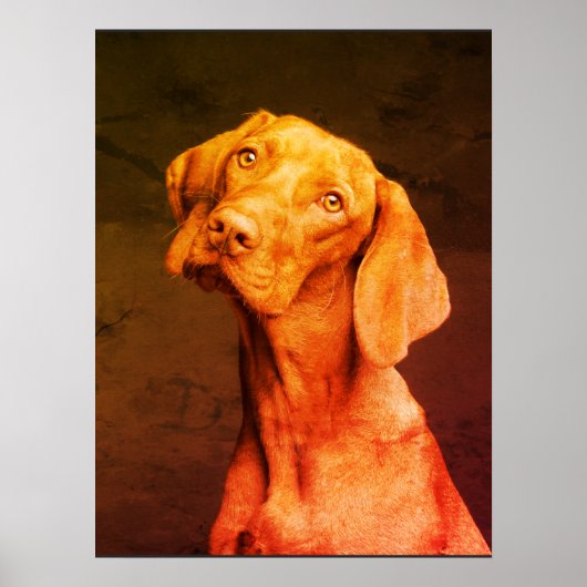Poster de Vizsla (Devant)